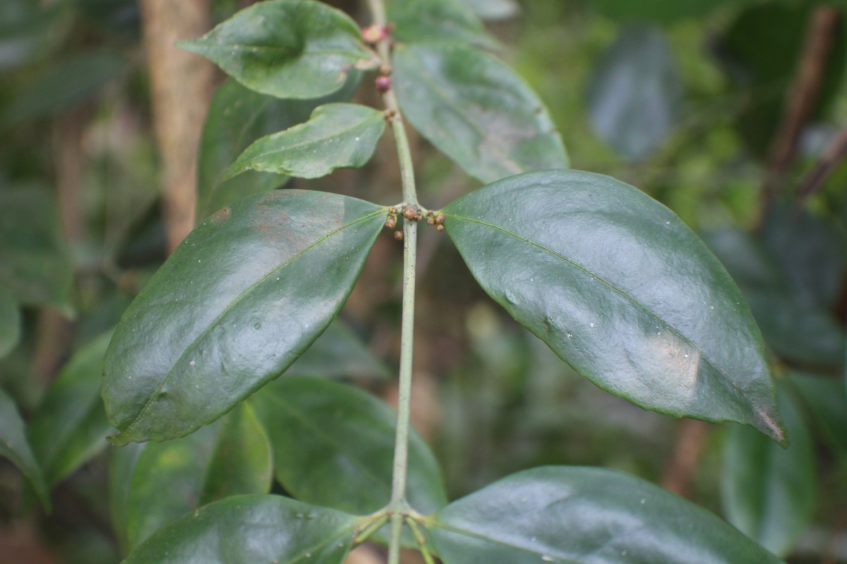 Euonymus walkeri Wight